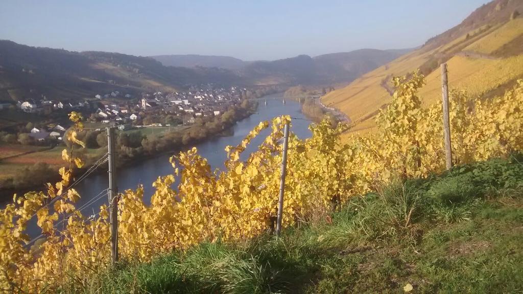 Apartmán Weingut Matthias Dauns Reil Exteriér fotografie