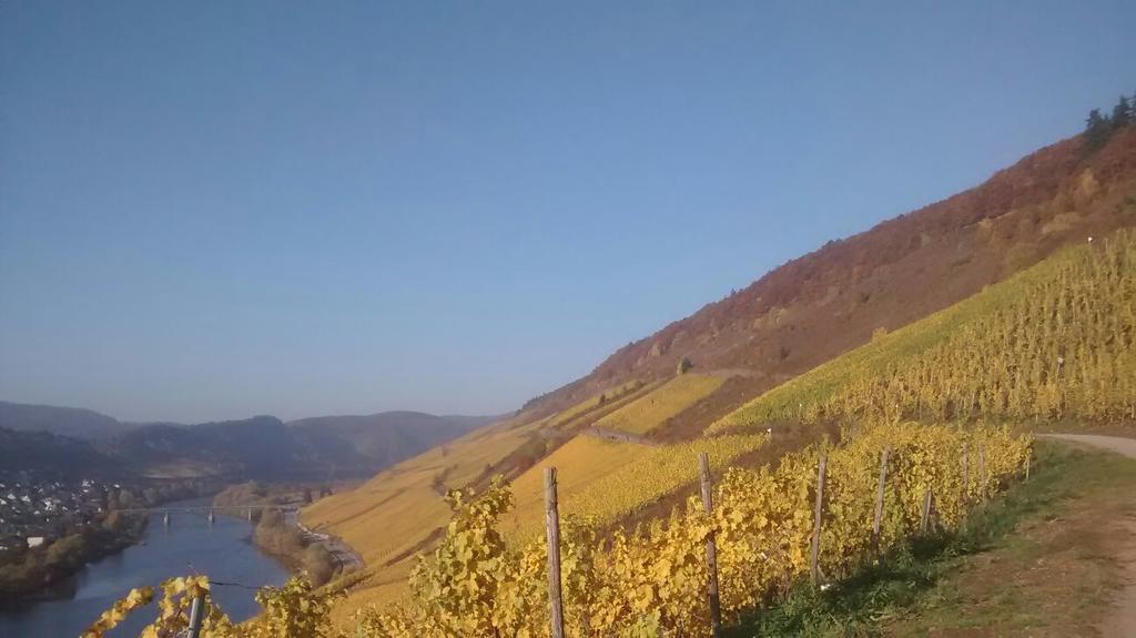 Apartmán Weingut Matthias Dauns Reil Exteriér fotografie